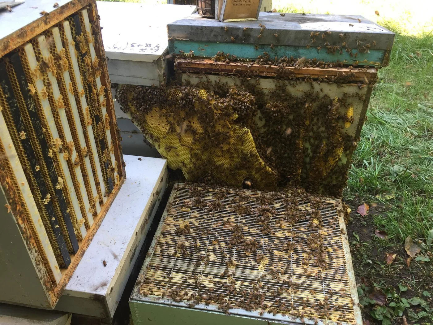 Beehives in the summer field at Canadian Dream Honey, Erin Ontario