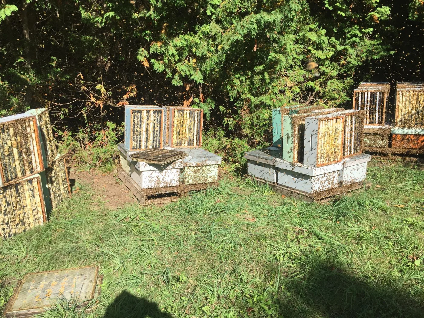 Canadian Dream Honey apiary in Erin, Ontario — photo 10