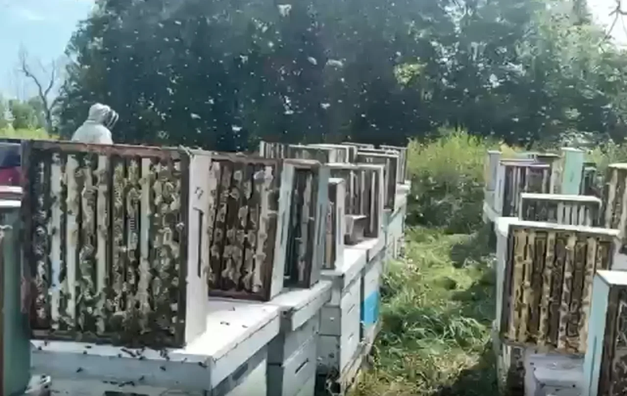 Canadian Dream Honey apiary in Erin, Ontario — photo 14