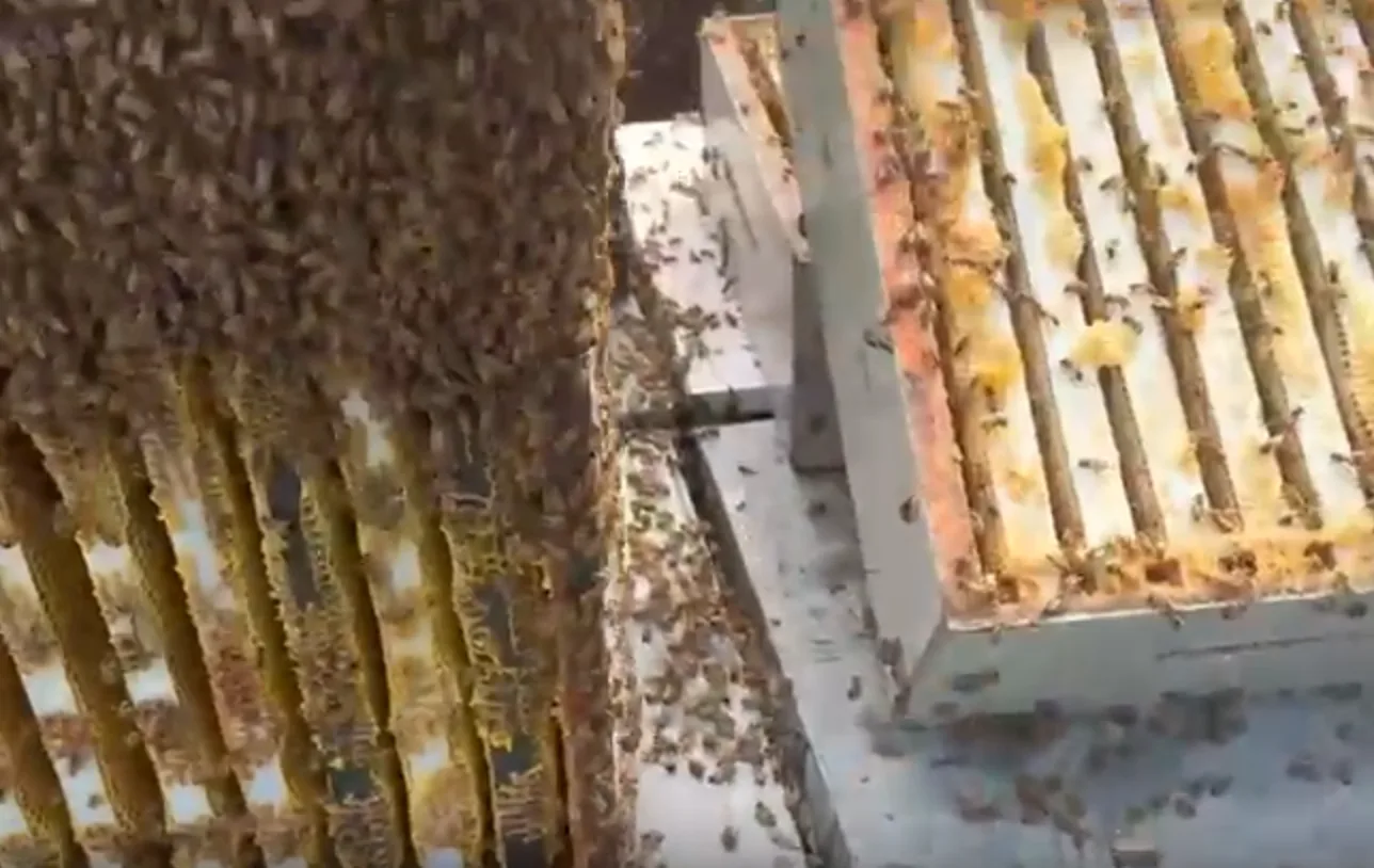 Sunset over the Canadian Dream Honey bee yard