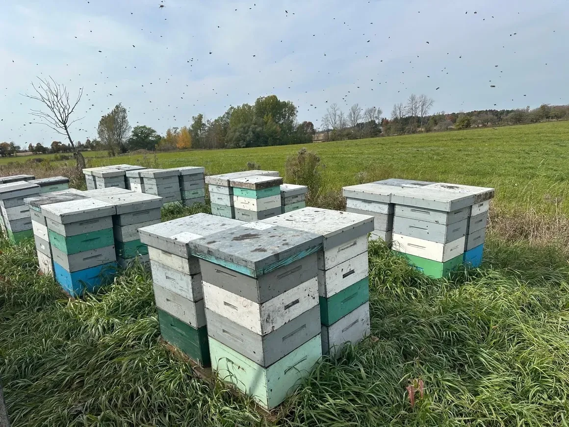 Canadian Dream Honey apiary in Erin, Ontario — photo 6