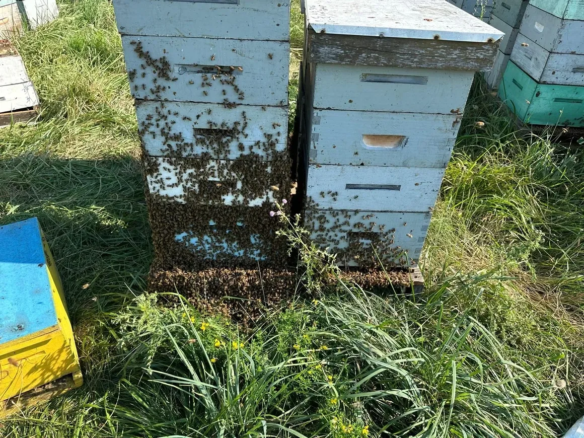 Bees working on a golden honeycomb frame
