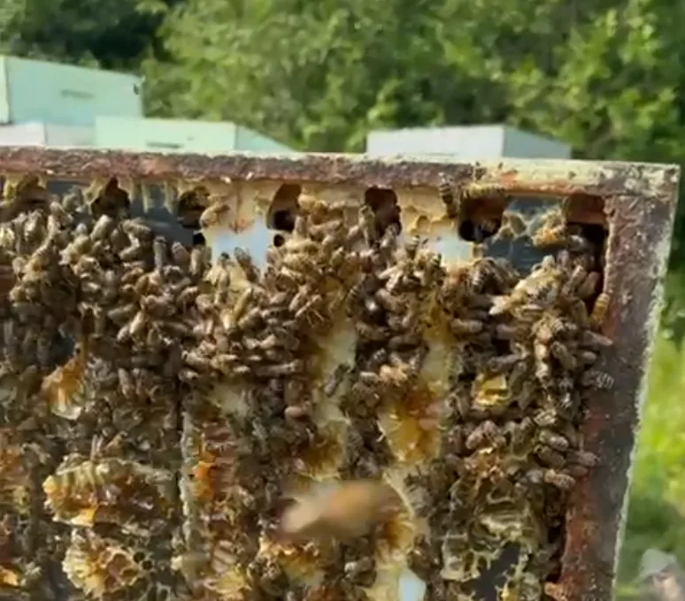 Canadian Dream Honey apiary in Erin, Ontario — photo 8