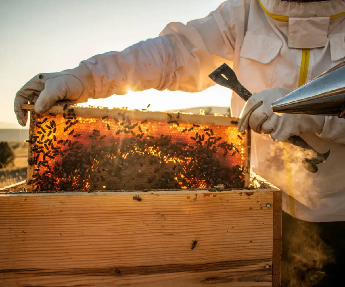 Building a Healthier, Cozier Life — One Spoonful of Honey and One Strong Wall at a Time