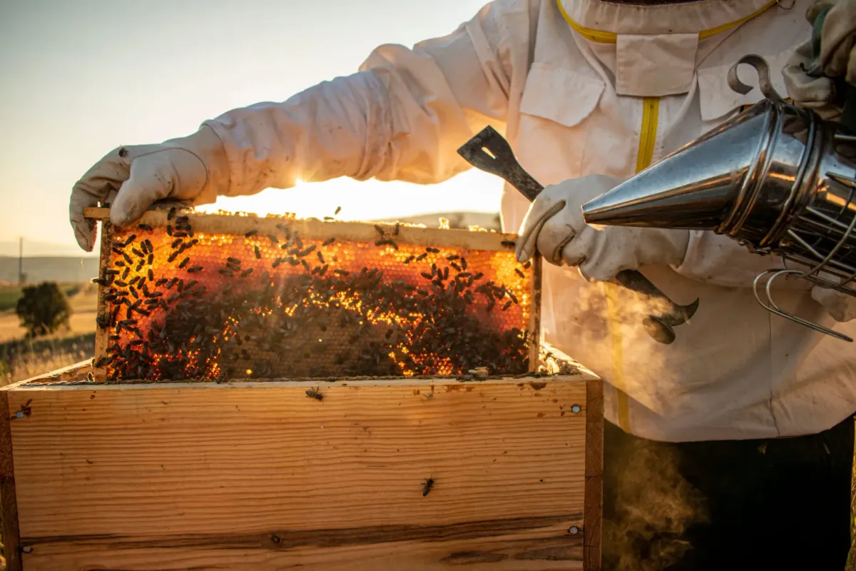 The Journey of Honey: From Hive to Jar