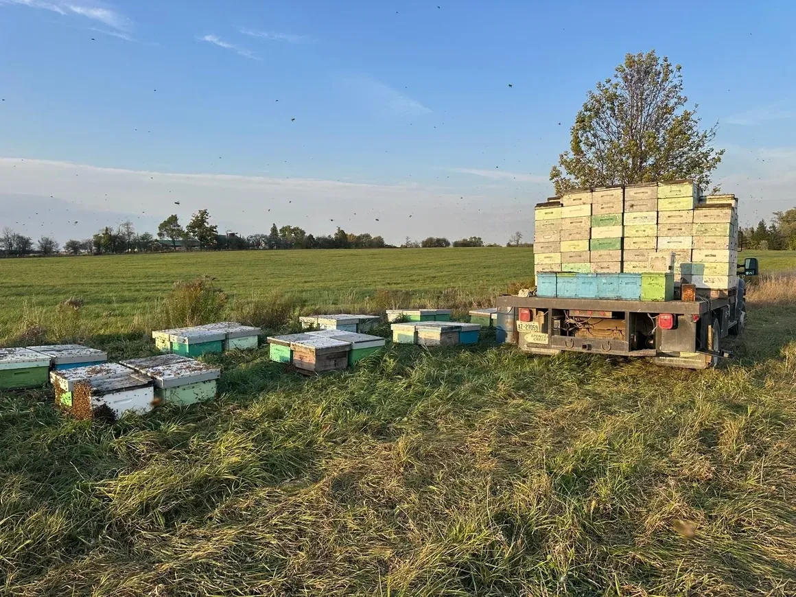 Why Supporting Local Beekeepers Matters More Than Ever