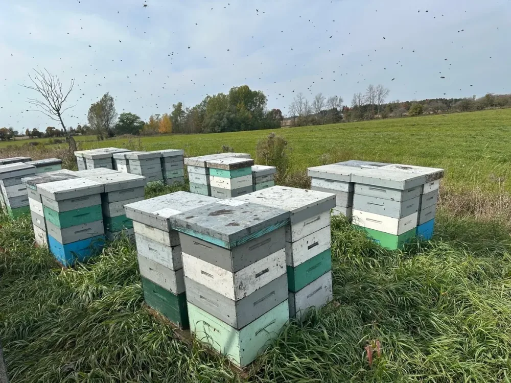 Rows of colourful bee hives at our Erin apiary