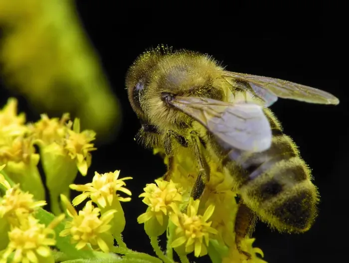 Bees