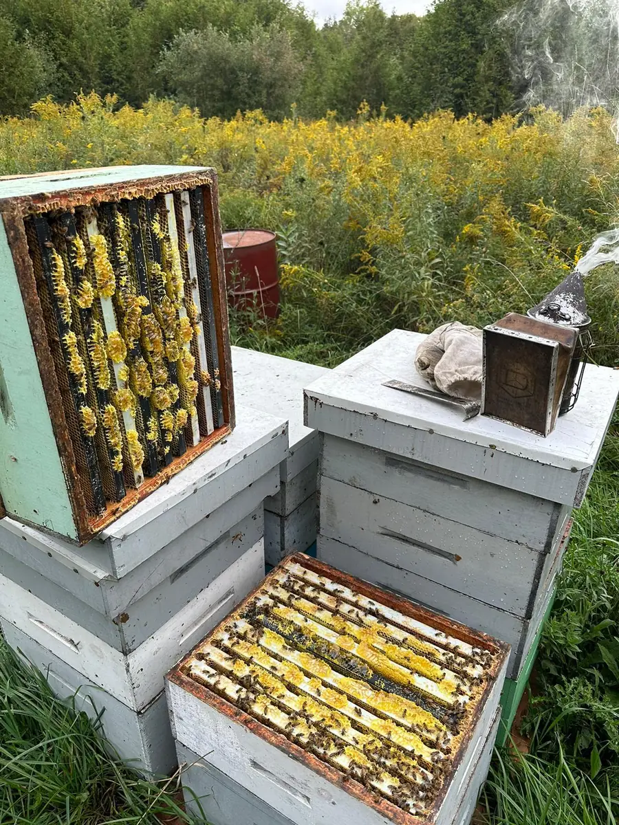 Open beehives with fresh yellow honeycomb, bees and a smoker beside a field of yellow wildflowers at the Canadian Dream Honey apiary