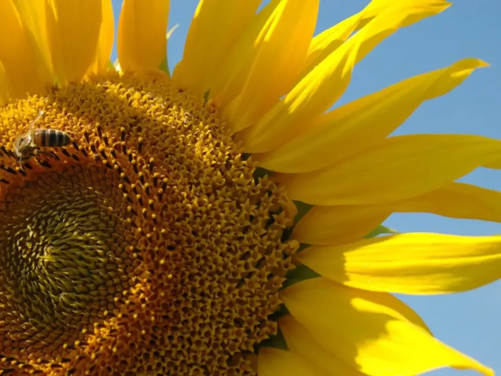 flower - Canadian Dream Honey