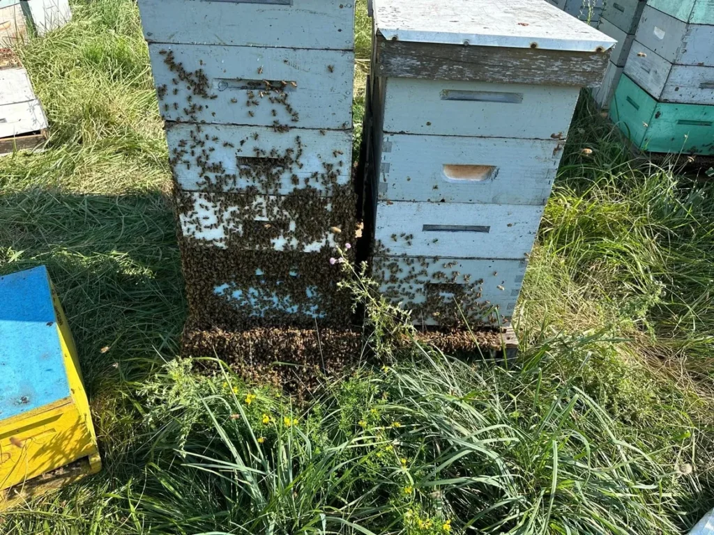 our hives - canadian dream honey