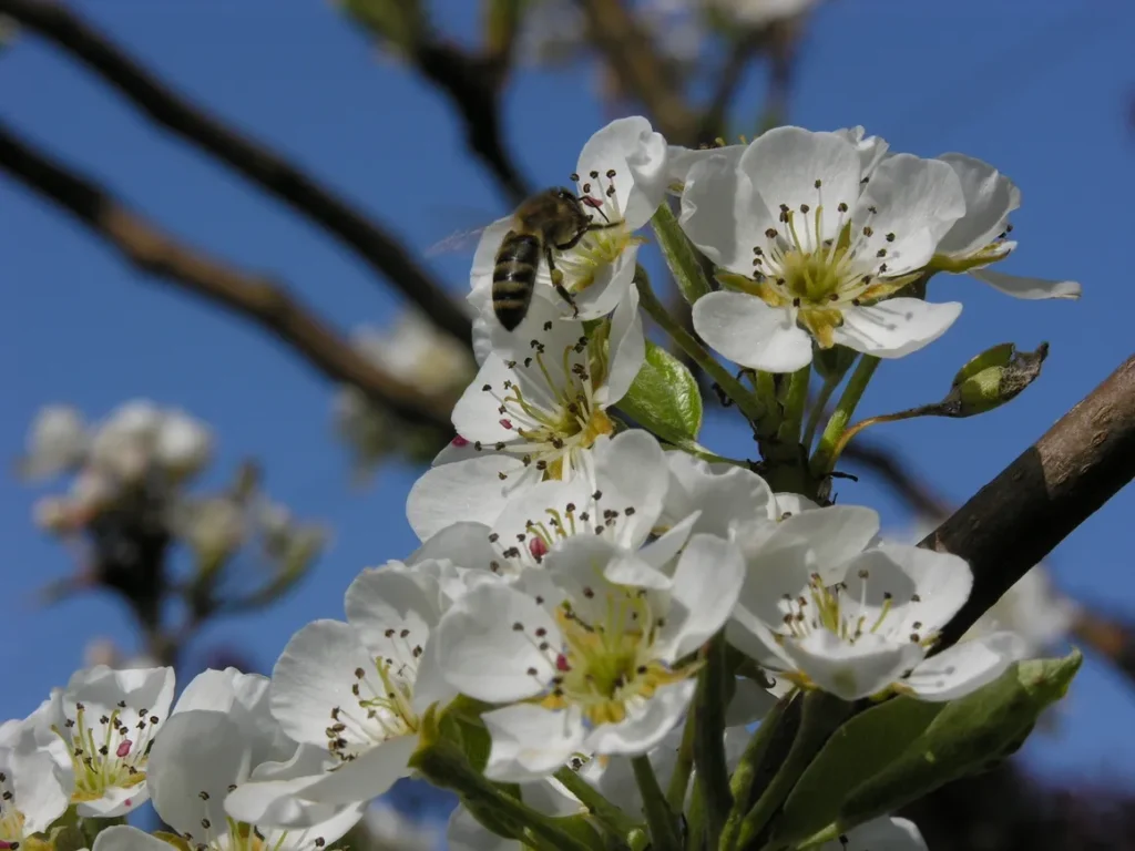 bee on the flower