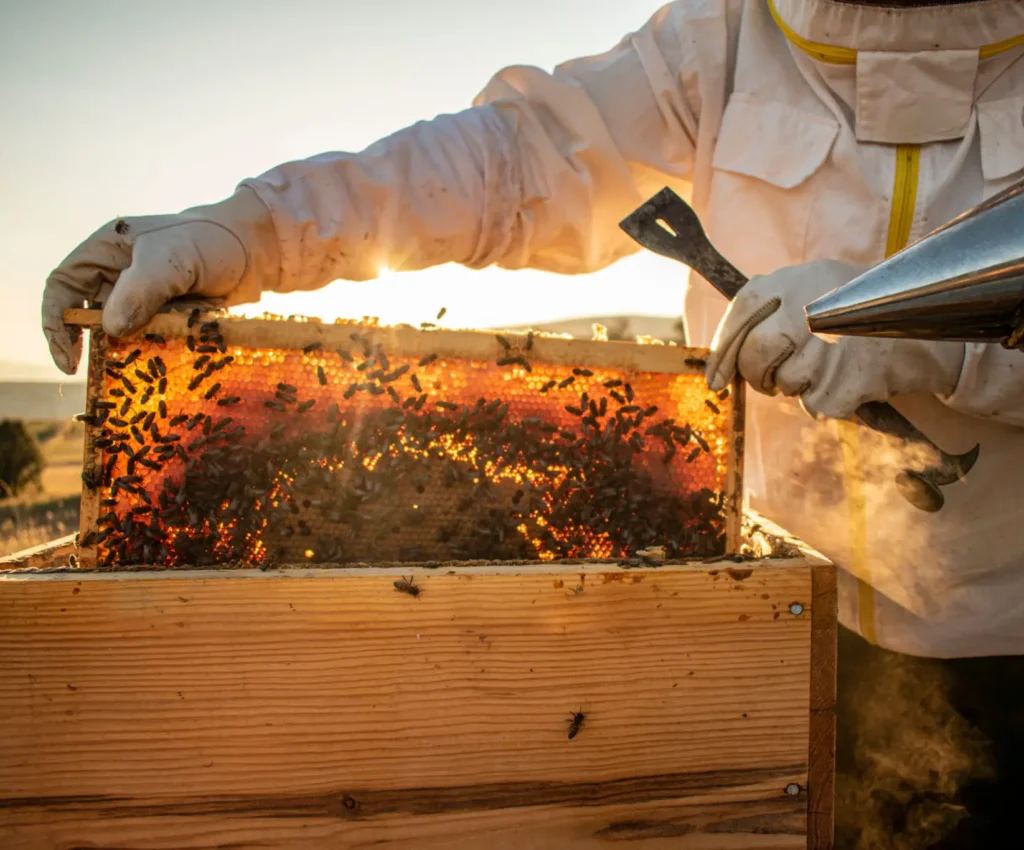 One Spoonful of Honey