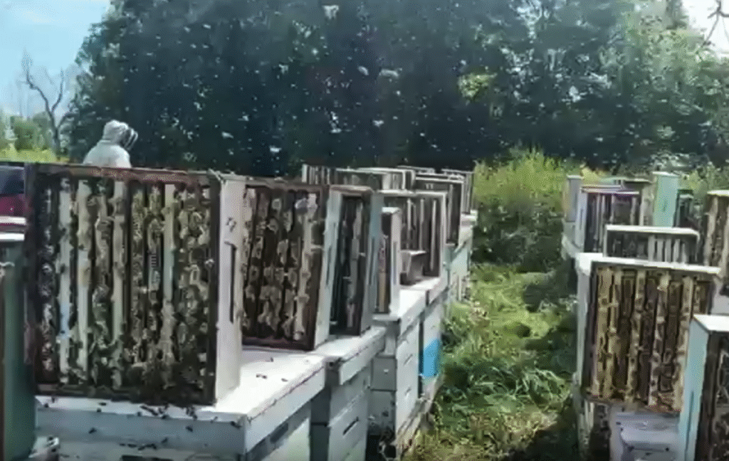 Screenshot at Nov 15 01 44 20